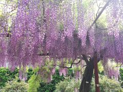 -嘉定紫藤园