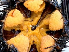 -海胆小馆(东北水饺·春柳店)