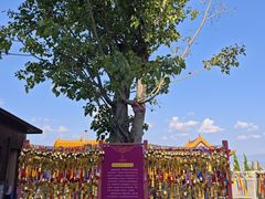 -崇圣寺三塔文化旅游区