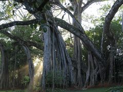 -瑞丽独树成林风景区