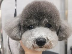 -宠福鑫康馨动物医院·骨科·眼科