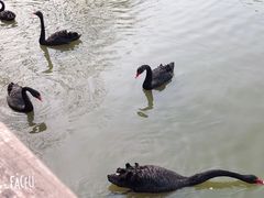 -溱湖国家湿地公园