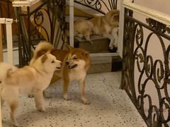 -喜柴咖啡·柴犬狗咖