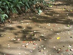 -燕晗山郊野公园