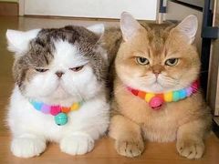 -翠花老菜饺子馆(七宝店)