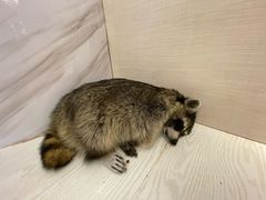 -浣熊柯尔鸭土拨鼠·电玩咖