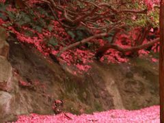 -木兰云雾山