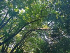 -上海佘山国家森林公园天马山园