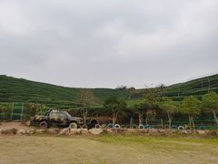 -龙坞茶村