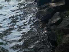 -西湖游船