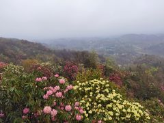 -贵州百里杜鹃风景名胜区