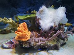 -上海海洋水族馆