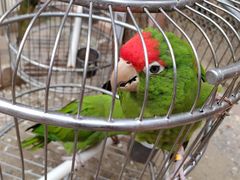 -南宫五洲植物乐园