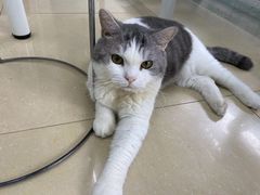 -瑞派动物医院·猫专科·至诚(江南中分院)