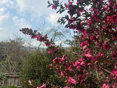 -雨花胜境