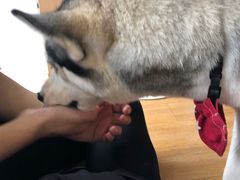 -Husky Go! 哈士奇体验馆·宠物咖啡厅狗咖