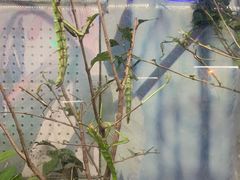 -上海大自然野生昆虫馆(东方明珠·爬宠昆虫探索中心)