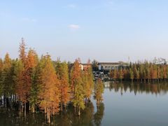 -白鹭湾湿地公园