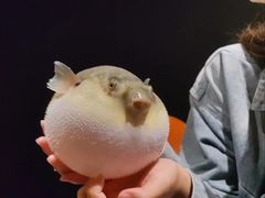 -肆月河豚·淮扬菜·湘菜(华天店)