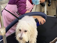 -暖阳宠物医院·犬猫康复中心·骨科