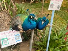 -西双版纳总佛寺