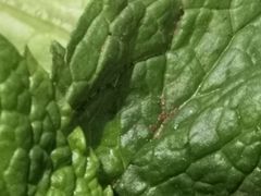 -越弥越南传统美食馆