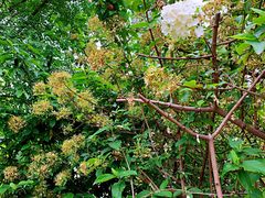 -大龙山(地铁站)