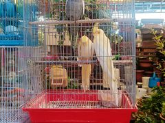 -曲阳花鸟市场(曲阳路店)