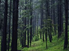 -芦芽山旅游度假区