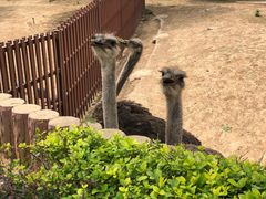 -石家庄市动物园