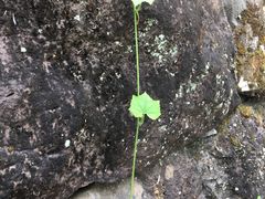 -桑洲油菜花景区