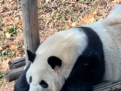 -沈阳森林动物园