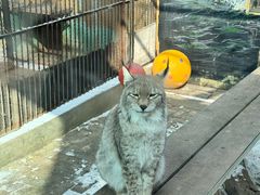 -青藏高原野生动物园