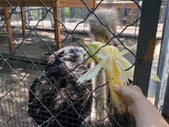 -长白岛森林公园