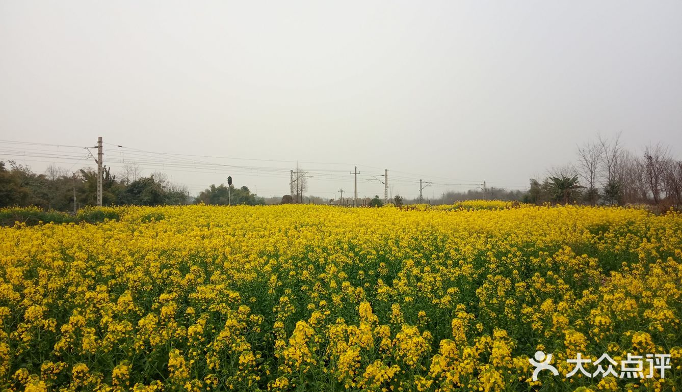 一起来天回镇看油菜花花多好阳春三月花满蹊