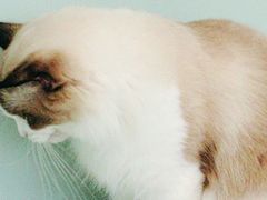 -怪兽屋·羊驼·猫咖·狗咖(俊华广场店)