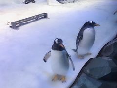 -芜湖新华联大白鲸海洋公园