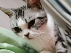 -纳吉亚猫专科动物诊疗中心(蒋宅口分院)