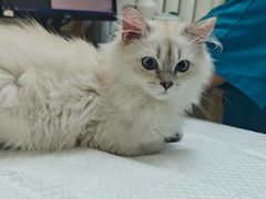 -纳吉亚猫专科动物医院博雅分院