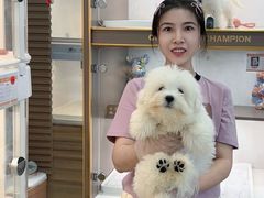 -翊宠yipet猫狗购宠庄园犬舍•猫舍