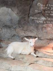 -Zoolung Zoolung动物主题公园(海信广场店)