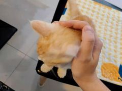 -平行世界·猫咖(首经贸店)