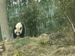 -武汉动物园