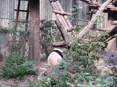 -成都大熊猫繁育研究基地