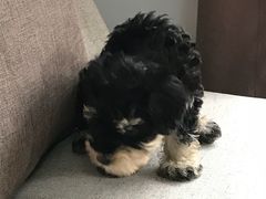 -翊宠yipet猫狗购宠庄园犬舍•猫舍