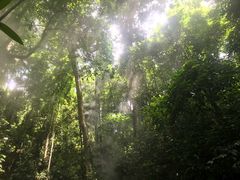 -西双版纳原始森林公园