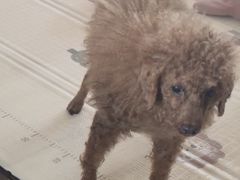 -仁普宠物诊所·中兽医·夜诊·狂犬免疫点(住友昌盛新苑店)