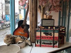 -喵屿·大理花园猫咖