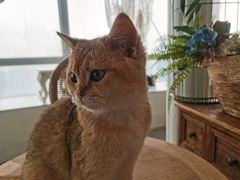 -共舞时光猫咖·狗咖(新街口店)