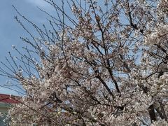 -青岛海景花园大酒店·白果树餐厅青岛菜